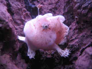 カエルアンコウの画像