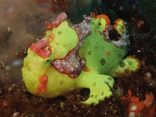 クマドリカエルアンコウの画像
