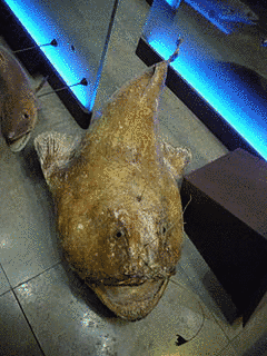 ニシアンコウの画像