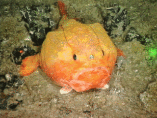 フサアンコウ科の画像