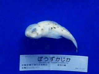 ウラナイカジカ科の画像