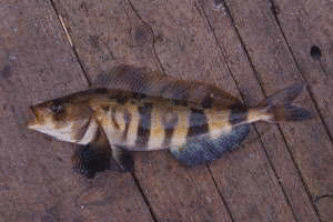 キタノホッケの画像