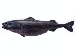 ギンダラの画像
