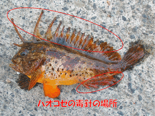 ハオコゼの画像