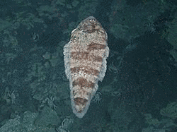 イデユウシノシタの画像