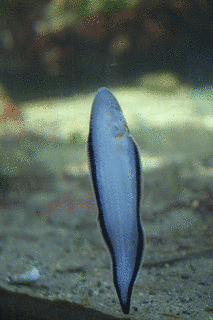 ウシノシタの画像