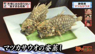 マツカサウオの画像