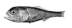 カブトウオの画像