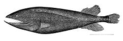 クジラウオ科の画像