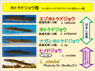 ホトケドジョウの画像