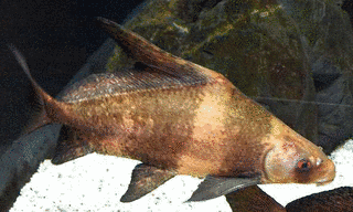 サッカー科の画像