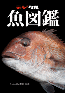 アカタチ科の画像