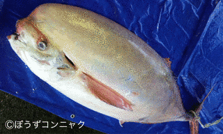 アマシイラの画像