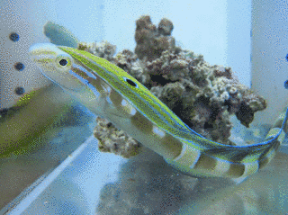 ウナギギンポの画像