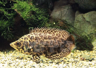 クテノポマの画像