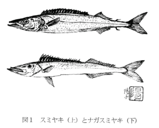 クロシビカマスの画像