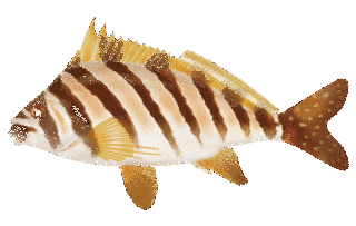 タカノハダイの画像