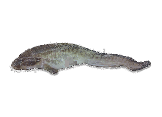 タナカゲンゲの画像