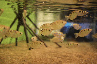テッポウウオの画像