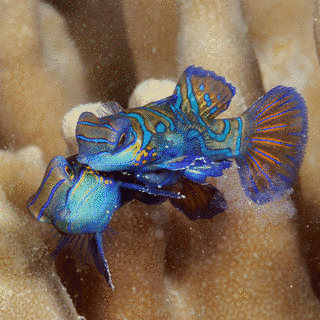 ニシキテグリの画像
