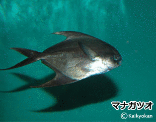 マナガツオの画像
