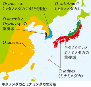 ミナミメダカの画像