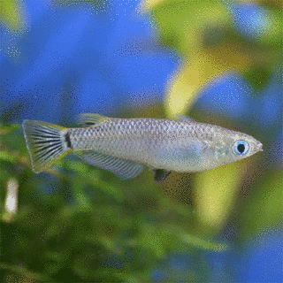 メダカの画像