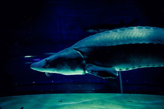カラチョウザメの画像