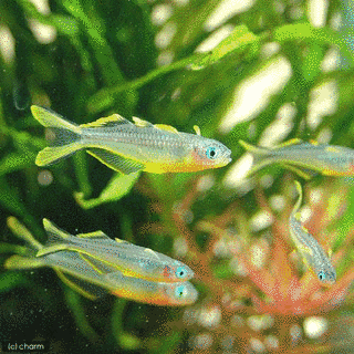 ポポンデッタ・フルカタの画像