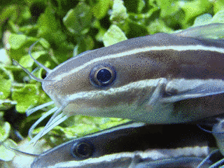 ゴンズイ科の画像
