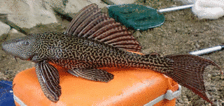 マダラロリカリアの画像