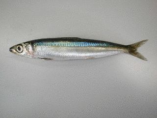 ウルメイワシの画像