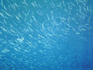 キビナゴの画像