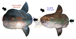 ウシマンボウの画像