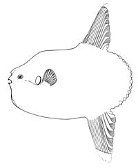ゴウシュウマンボウの画像