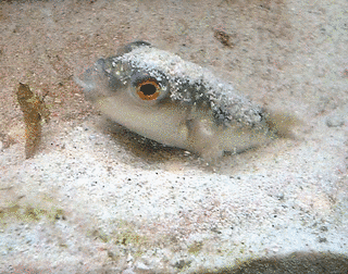 魚類 (総合)の画像