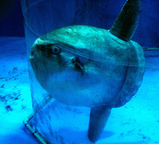 マンボウの画像