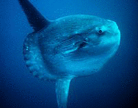 マンボウ科の画像