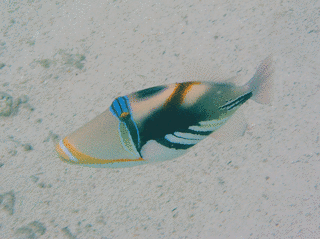 ムラサメモンガラの画像