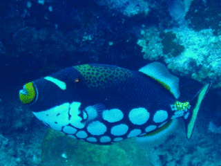 モンガラカワハギの画像