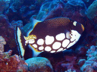 モンガラカワハギ科の画像