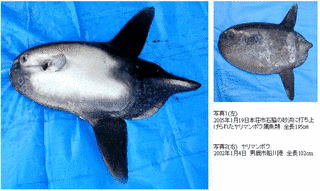 ヤリマンボウの画像