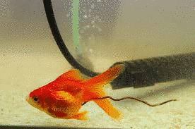 金魚のフンの画像