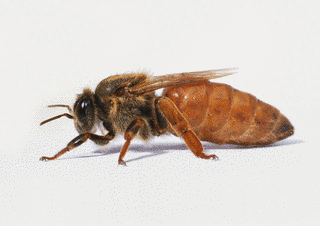 QUEEN BEEの画像