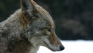 COYOTEの画像