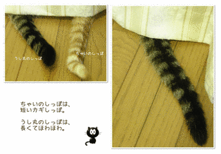 しましましっぽの画像