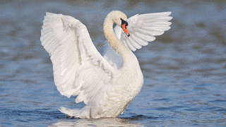 SWANの画像