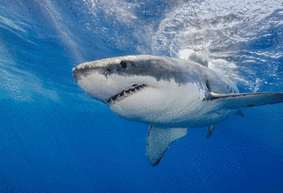 SHARKの画像