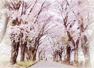 さくら道の画像