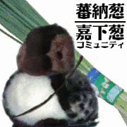 蕃納葱の画像